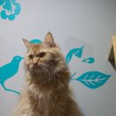 우다닥고양이호텔 이미지