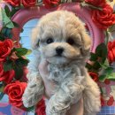 사랑애견샵 이미지