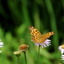 배명고등학교(외) 이미지