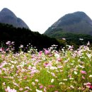 송하수 Daum카페