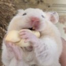 초콜릿 휘트니스 이미지