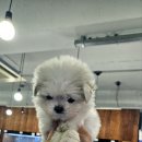 강아지분양 애견입양 아이러브독 인천점 | 인천강아지분양 강아지분양 애견입양 아이러브독 인천점