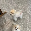 서른살나의펫 이미지