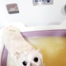 몽쉘몽봉 이미지