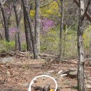 옥류천이야기길(소나무숲길) | 등반 코스: 4월5일 개화 현황(아차산~용마산~긴고랑길~숨은 벚꽃 명소까지)시간, 난이도, 화장실 정보