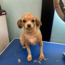 개르띠에 이미지