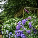 앵지밭골 이미지