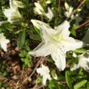 천상의 소리 팬플룻 이미지