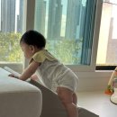 댕댕이 치장실 이미지