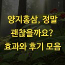 양지(아) | 양지홍삼 정말 괜찮을까요? 효과와 후기 모음