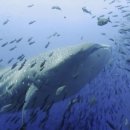 블루플래닛 이미지