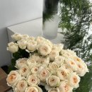 꽃구름 (오브옌 플라워)