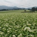 메밀꽃이피었습니다 이미지