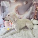 지오애견미용샵 이미지