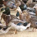 금화오리농장 이미지