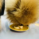 딩굴댕굴 애견호텔 유치원 이미지