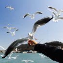 갈매기 이미지