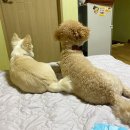 성덕호 | 강원도 장호항 애견동반 해마루펜션 솔직 후기, 성덕호횟집에서 대게까지!