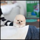 배곧애견샵 네이버블로그