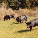 태흥축산 이미지