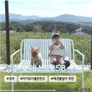 포레스트258 | 대구 근교 아기랑 애견동반 경주여행 내돈내산 애견풀빌라 <포레스트258>