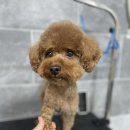 몽구리DOG 이미지