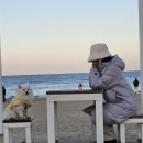 강릉여행&gt; 강릉 강문해변 바로 앞 반려견동반 호텔 후기(노오션뷰지만 바다 보임) : 세인트존스호텔