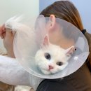 고양이이발관 송도점 이미지