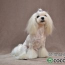 코코 펫 미용 이미지