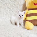 만족하개 이미지