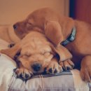 도그천사 이미지