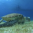 세븐일레븐안산이동점 | 보홀 아모리타리조트에서 3박 4일