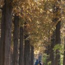 중앙로 메타세콰이아길 이미지