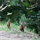 방태산솔마루 이미지