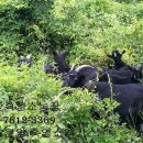 안성흑염소농장 이미지