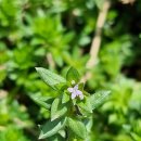 정생목장 이미지