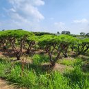 서부로 R 이미지