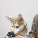 콜드베이켄넬 이미지