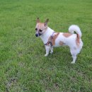 절세미견 이미지