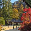 잎새바람 | 오대산 단풍시기 늦게 가면 "잎새 반토막", 이번 주말이 마지막이에요