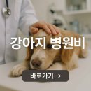 에버펫동물병원 | 펫보험 안 들어서 230만원 날렸습니다｜강아지 콧물로 동물병원 진료 후기