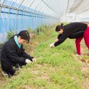 선거웰빙 영농조합법인 이미지