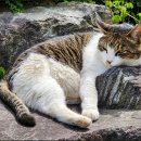 퍼스트 동물메디컬 센터 이미지