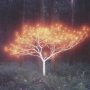 생명나무숲 이미지