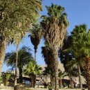 카오아시스 이미지