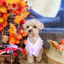 놀러오개 애견유치원 애견호텔 동대문점 이미지