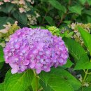 배롱나무집 이미지