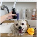 하이뭉치(Hi Moongchi) | 지제역애견미용 우리 아이의 빛나는 순간, 하이뭉치 펫 미용 체험기