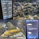 화천 황쏘가리 서식지 | 곤지암 화담숲 민물고기 생태관 실내 광주 아이와 가볼만한 곳