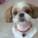 네발친구들 이미지